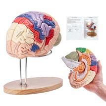 VEVOR Human Brain Model Anatomy, 2X Life-Size 4-Part Human Brain Anatomical Mode - $172.02 CAD