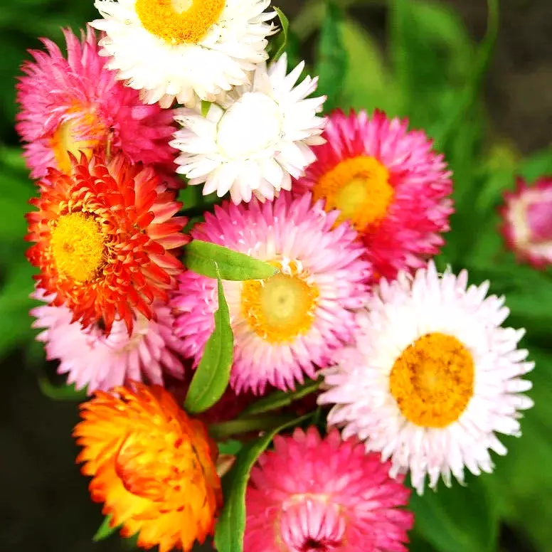 SYST 50 Seeds Strawflower Spring Mix Daisy Heirloom Catalog Home Garden  - $13.06 CAD