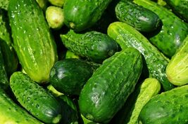 Spacemaster Cucumber Seeds, NON-GMO, Compact Cucumber Plant, FREE SHIPPING - $35.95 MXN+