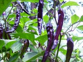 Cayenne Purple Hot Pepper Seeds, NON-GMO, Variety Sizes Sold, FREE SHIPPING - €1,36 EUR+