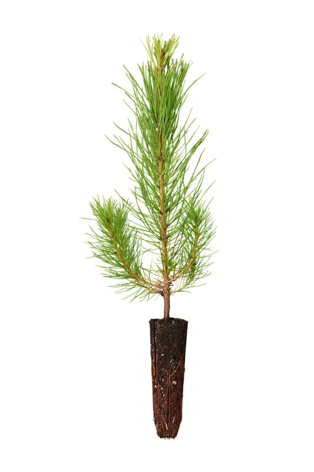 Loblolly Pine Tree Plants Live Seedlings Pinus Taeda Fast-Growing Shade - £32.58 GBP