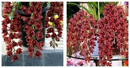 Dark Red Chinese Cymbidium Orchid 300 Pcs Seed Home Garden Flower - £17.29 GBP