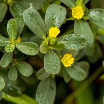 Fresh 2000 Red Purslane Seeds Portulaca Oleracea Mild Spinach-Like Flavor. Ship  - £9.09 GBP