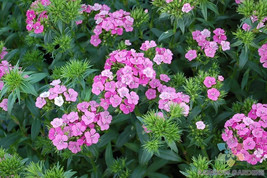 SL 200+ Jolt Pink Magic Mix Carnation Seeds For Garden - Usa - ! - $4.73