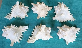 Six (6) - Giant Murex Pink Seashells - Conch Shells - Natural And Beautiful!!! - £73.95 GBP