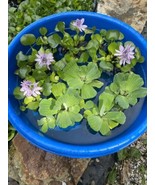 (7) MIX Water Hyacinth &amp; Lettuce Koi Pond Floating Plants Algae LARGE Ju... - €33,20 EUR