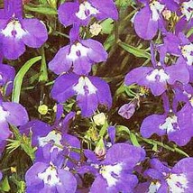 Lobelia Trailing Sapphire Fresh Seeds Fast Shipping - $17.49