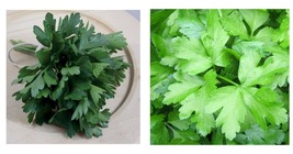 1500+ Dark Green Flat Leaf Italian Parsley Seeds Cooking Free Shipping - £17.58 GBP
