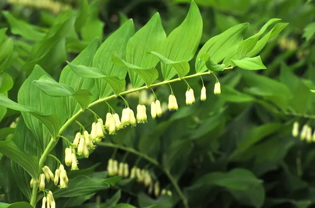 Polygonatum Biflorum King Solomon Seal Seeds - £9.40 GBP