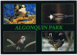 Postcard Algonquin Park Ontario Well Known Birds Of Algonquin  4.75&quot; x 6.75&quot; - £3.86 GBP