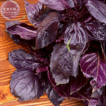 Dark Opal Basil Seeds 20 Seeds An Attractive Plant With Dark Purple Crinkled Fol - £7.70 GBP