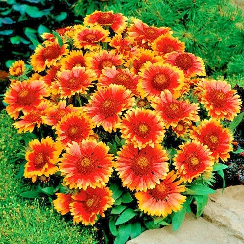 Blanket Flower 200 Seeds  - $9.80