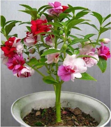 1 gram 90 Seeds - Non GMO - Mix Balsam - Touch me nots Impatiens balsamina