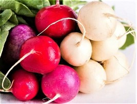 Easter Egg Radish Seeds   200 Seeds  Buy 4 Items From US - £4.75 GBP