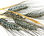 1000 Seeds Einkorn Wheat Seeds Heirloom Organic Non Gmo The New Old Whea... - £30.12 GBP