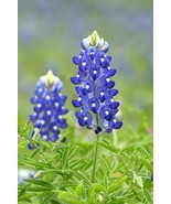 Texas Bluebonnet Seeds 2 Grams Lupinus Fresh - £16.00 GBP