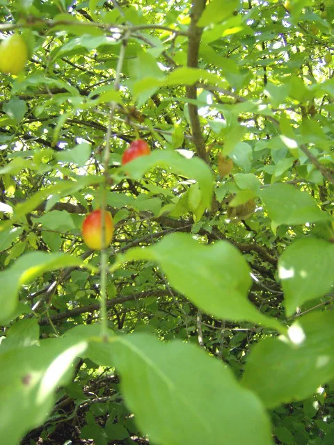 10 Cornelian Cherry Dogwood Seeds Cornus Mas Fresh Garden - £9.59 GBP