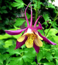 100 Dwarf Columbine Aquilegia Mixed Colors Flower Seeds Fresh Seeds Gardening US - $15.00