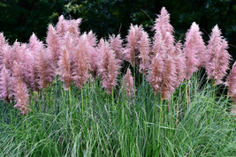 200 seeds Ornamental Pink Pampas Gras Plant Heirloom Seeds Quick Garden ... - £6.33 GBP