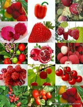 RED FRUITS MIX, rare organic edible COLORFUL fruit &quot;healthy heart&quot; seed 15 seeds - £8.01 GBP