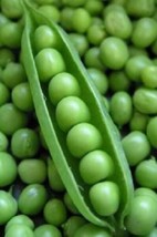 Seeds 50 Super SUGAR SNAP PEA Pisum Sativum Macrocarpon Vegetable Seeds - £21.10 GBP