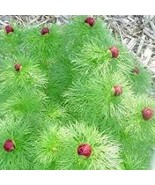 Peony Double Flowering Fernleaf Peony Rubra Plena Garden Plant 10 Pcs - $257.53 MXN