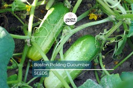 Boston Pickling Cucumber Seeds – Heirloom, Non-GMO, Ideal for Pickles - $4.99+