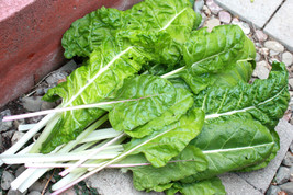 Swiss Chard Fordhook Swiss Chard For Fresh Salad Greens 105 Seeds  From US - £5.17 GBP