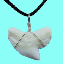 TIGER SHARK TOOTH REAL NECKLACE PENDANT SURF WEAR SEA TRINKET SURFER CHO... - £9.44 GBP