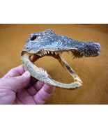 (G-Def-118) 5-1/8" Deformed Gator ALLIGATOR Aligator HEAD teeth TAXIDERM... - $40.79