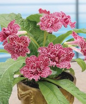 15 Seeds Cape Primrose Hawaiian Party House Plant Flowers Gardening Fresh USA Se - $12.50