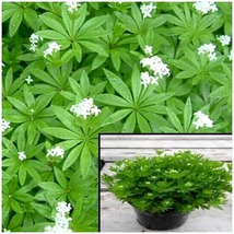 Galium Odoratum 4Inches Pot Sweet Scen Bedstraw Ground Cover Live Plant - £19.55 GBP