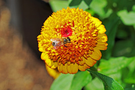 100 Mixed Colors Scabiosa Zinnia Elegans Red Pink Purple Yellow Flower Seeds Fre - £11.66 GBP