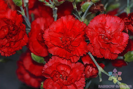 RD 200+ Grenadin Red Carnation Seeds for Garden Planting  - $5.15