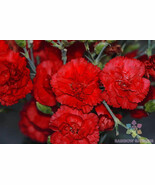 RD 200+ Grenadin Red Carnation Seeds for Garden Planting  - €4,38 EUR