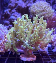 Neon Green and Pink Tips Frogspawn - £119.43 GBP