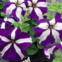 Blue Star White Stripe Express Petunia 200 PCS Seeds - $8.27