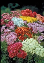 SR12Store 50 Achillea Colorado Mix Yarrow Flower Seeds Deer Resistant Perennial  - £7.00 GBP