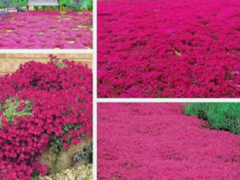 Semilir 1000 Red Creeping Thyme Seeds Groundcover Non-GMO - $7.87 CAD