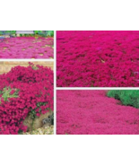 Semilir 1000 Red Creeping Thyme Seeds Groundcover Non-GMO - $109.28 MXN