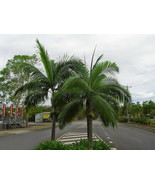 10 Pcs Hurricane Palm Seeds #MNHG - £11.59 GBP