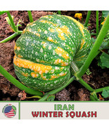 AD 10 Iran Winter Squash Seeds Heirloom Non Gmo Home Garden - $18.05 CAD