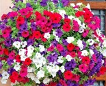 2000 Seeds Dwarf Petunia Mix Flower Seeds Garden Container Hanging Baske... - $8.99