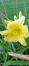 15 Unknown Light Yellow Daylily Seeds US Fast Shipping - $9.70