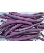 HeirloomSupplySuccess 30 Heirloom bean royalty purple bush &#39;Royal Burgun... - £3.13 GBP