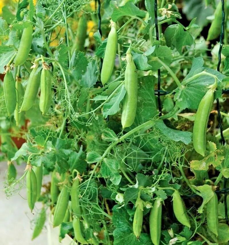 Sugar Pod Snow Peas Organic 50 Seeds - $10.10