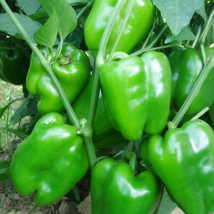 Organic Green Bell Sweet Pepper, 40 seeds - £7.73 GBP