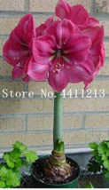 100 pcsBag True Amaryllis Flower Not Bulbs Seed Flower Hippeastrum &amp; Bar... - $9.98