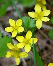 100 Yellow Avens Geum Aleppicum Moist Wetland Flower Seeds Combined Shipping Fre - £11.75 GBP