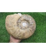 Large 8" Acanthoceras Ammonite – Genuine Cretaceous Fossil from Morocco ... - $133.65
